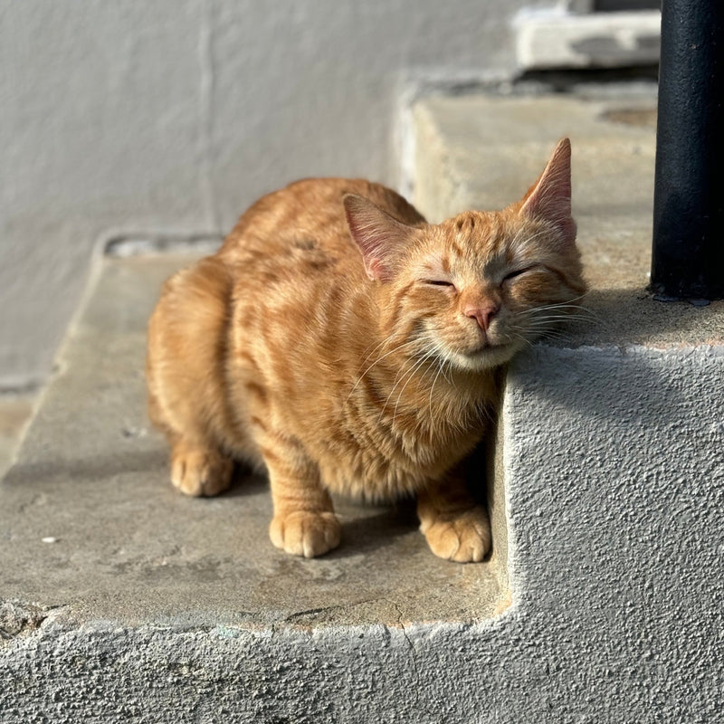 OJ Cats of Oceanside