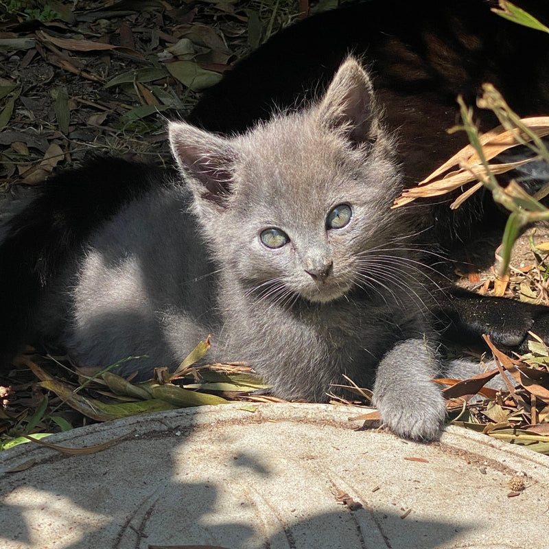 Willy Cats of Oceanside