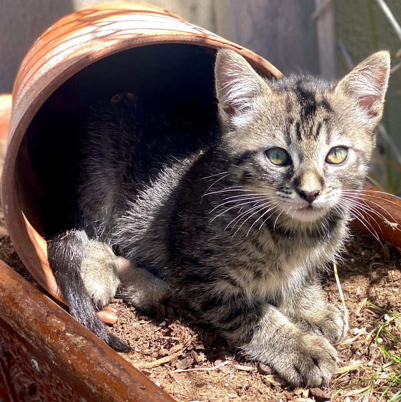 Wolfie Cats of Oceanside 2